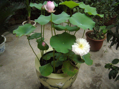 CRGO ™ XII-830 Lotus Flower Seeds Seed(30 per packet)
