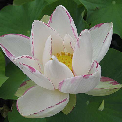 VibeX Lotus Flower Seed(9 per packet)