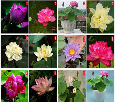 VibeX ® LXI-74 Water Lily Aquatic Water Features Seeds Seed(12 per packet)