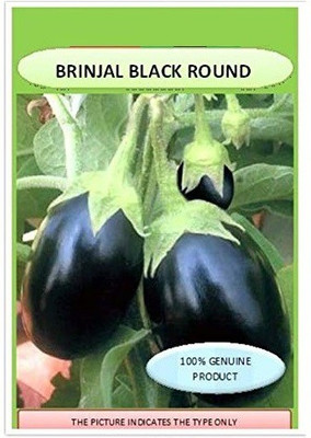 VibeX Brinjal Seed(500 per packet)