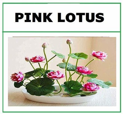 CRGO ® LXI-964 Mini Lotus Seeds Bonsai Seeds Set Hydrophyte Seed(8 per packet)