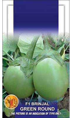 DIOART ™ AFC-183-Brinjal Eggplant F1 Green Round Vegetable Seeds Seed(75 per packet)