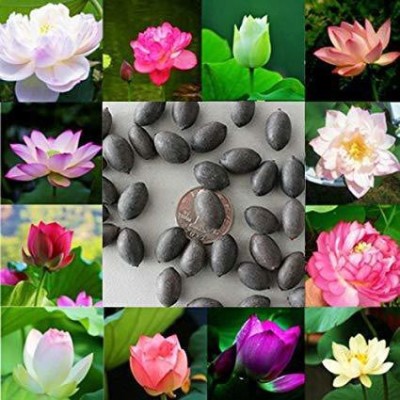 VibeX ™ RDX-1116 Water Lily kit - Pond Plants Water Lilies Aquatic Plants-Bareroot Seed(12 per packet)