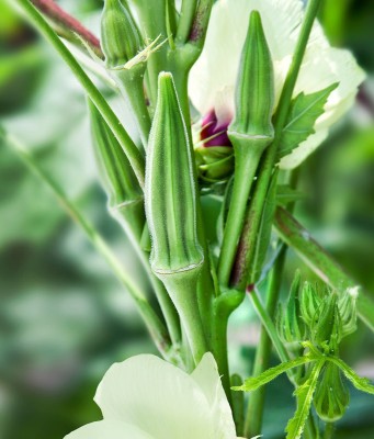 VibeX Okra Seed(250 per packet)