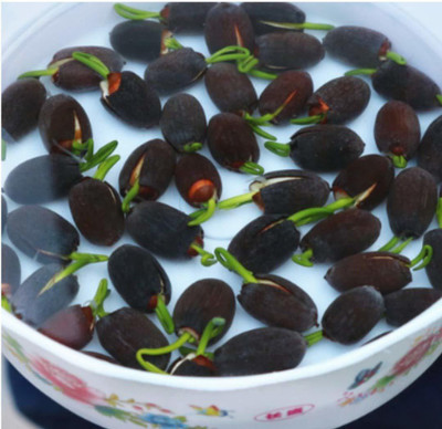 CRGO ™ XII-1130 Mini Lotus Seeds Bonsai Seeds Set Hydrophyte Seed(30 per packet)