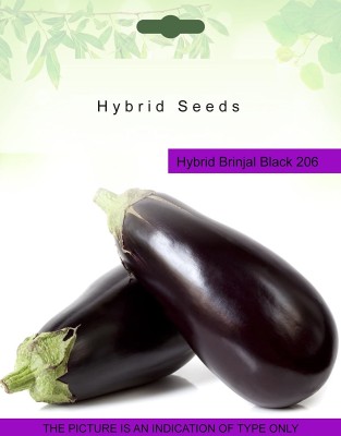 Biosnyg Hybrid Brinjal Black Seeds 5gm Seeds Seed(5 g)