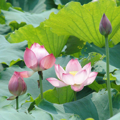 VibeX ™ RDX-276 Flower Bowl Pond Fresh Seeds Lotus Seed(12 per packet)