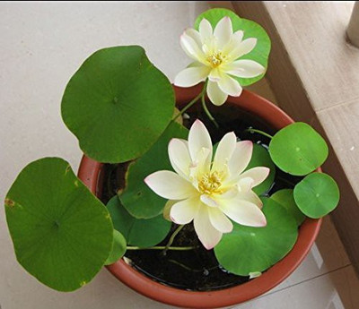 VibeX ™ XII-1380 Lotus Seeds Bonsai Seeds Set Hydrophyte Seed(50 per packet)