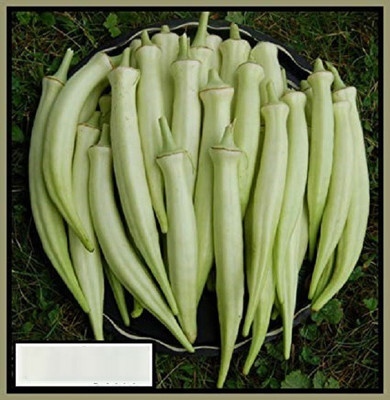 ActrovaX Heirloom F1 Hybrid variety White okra [2000 Seeds] Seed(2000 per packet)
