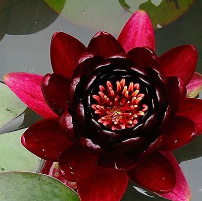 VibeX ® LXI-1434 Water Lily Seed, Bonsai Lotus Seeds Seed(20 per packet)