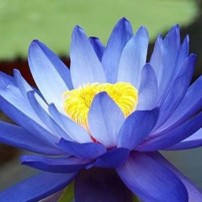 CRGO ® LXI-869 Rare Lotus Flower Aquatic Ornamental Plant Seeds Seed(45 per packet)