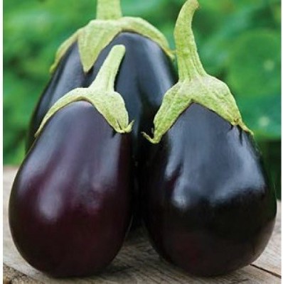 ACCELCROP Brinjal Black Round F1 Hybrid Seeds For Home Gardening Seed(8000 per packet)