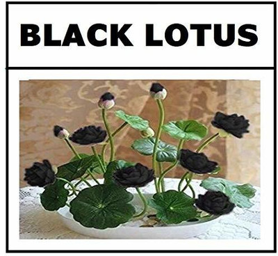 CRGO ™ VXI-993 Water Lily kit - Pond Plants Water Lilies Aquatic Plants-Bareroot Seed(6 per packet)