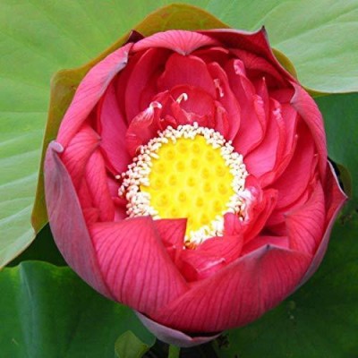 CRGO ™ RDX-1146 Lotus Flower Lotus Seeds Aquatic Plant Beautiful Seed(12 per packet)