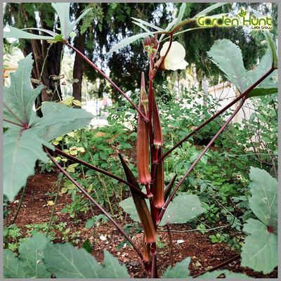 VibeX ™ XII-449-Ladies Finger/Red Okra Heirloom Seeds Seed(250 per packet)