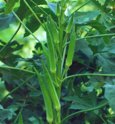 CYBEXIS VVI-55 - Hybrid OKRA SINGHEM - (1350 Seeds) Seed(1350 per packet)