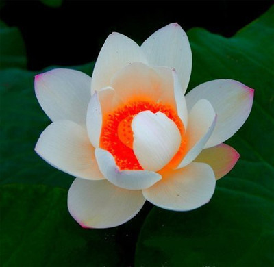 CRGO ™ VXI-1413 Beautiful Lotus Water Lily Seed, Bonsai Seed(6 per packet)