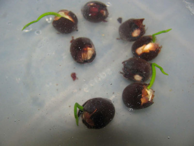 VibeX ™ XII-160 Lotus Seeds Bonsai Seeds Set Hydrophyte Seed(20 per packet)