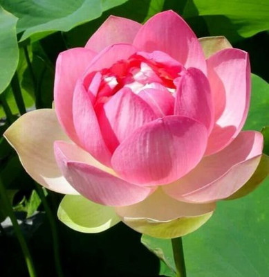 CRGO ® CBZ-1272 Water Lily Flower Plant Finest Viable Seed(6 per packet)