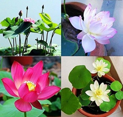 CRGO ™ XII-1465 Lotus Seeds, Water Lily Flower Plant Seed(25 per packet)