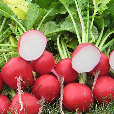 Aywal Mooli Seeds - (Red Round Radish) Seed(2000 per packet)