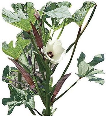 VibeX ™ RDX-621-Okra Bhindi F1 No 3 Vegetable seeds Seed(20 per packet)