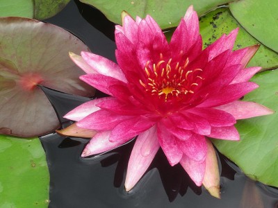 Biosnyg Water Lily kit - Pond Plants Water Lilies Aquatic Plants-Bareroot 5gm Seeds Seed(5 g)