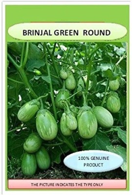 VibeX ® IARI-416-GREEN Brinjal Green Round F1 Hybrid Seeds Seed(125 per packet)