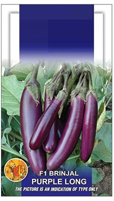 VibeX ® KGF-864-Brinjal F1-Hybrid Purple Long Seeds Seed(80 per packet)