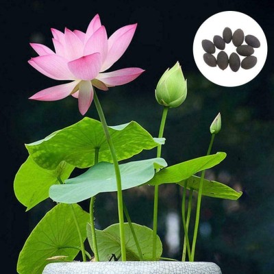 VibeX ® CBZ-342 Plant Pots Bonsai Lotus Seeds Water Lily Seed(6 per packet)