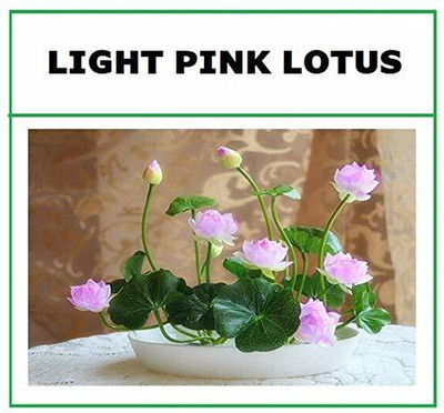 VibeX ™ RDX-981 Lotus Flower Lotus Seeds Aquatic Plant Beautiful Seed(5 per packet)