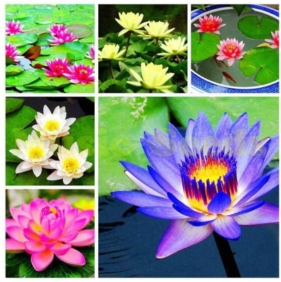 VibeX XII-200 Beautiful Lotus Water Lily Seed, Bonsai Seed(30 per packet)