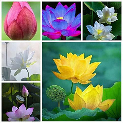 KANAYA Lotus Seed(39 per packet)