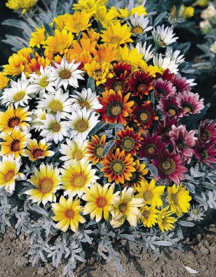 sporos Gazania Seed(25 per packet)