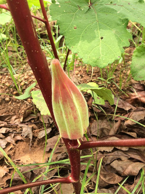 WILLVINE ™Heirloom Red Okra Red Ladies Finger Seeds Seed(1000 per packet)