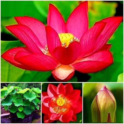 VibeX ® LXI-704 Nelumbo nucifera ‘Empress’ Lotus Seed(12 per packet)