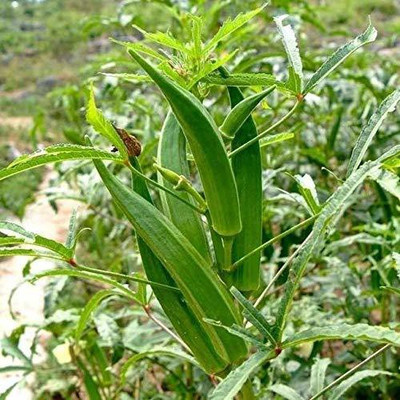 CYBEXIS NBIR-93 - ARKA ANAMIKA Okra/BHINDI/Lady Finger - (150 Seeds) Seed(150 per packet)