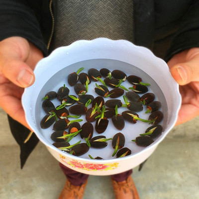 VibeX ™ VXI-488 Mini Lotus Seeds Bonsai Seeds Set Hydrophyte Seed(16 per packet)