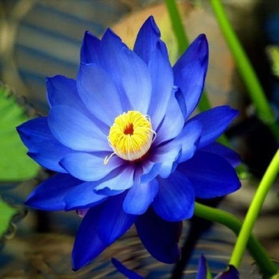 VibeX ™ VXI-758 Lotus Flower Lotus Seeds Aquatic Plants Bowl Lotus Water Lily Seed(16 per packet)