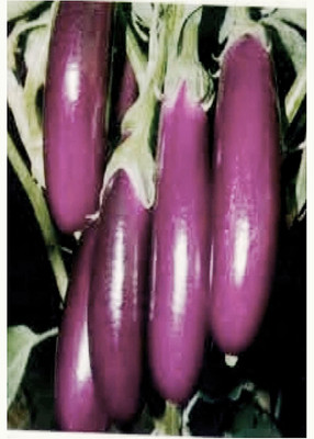 VibeX Brinjal Seed(150 per packet)
