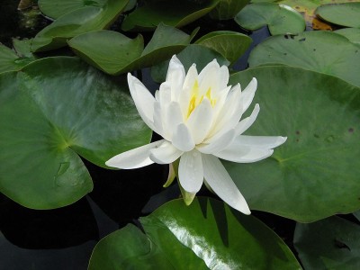 Biosnyg Water Lily kit - Pond Plants - Water Lilies - Aquatic Plants 5gm Seeds Seed(5 g)