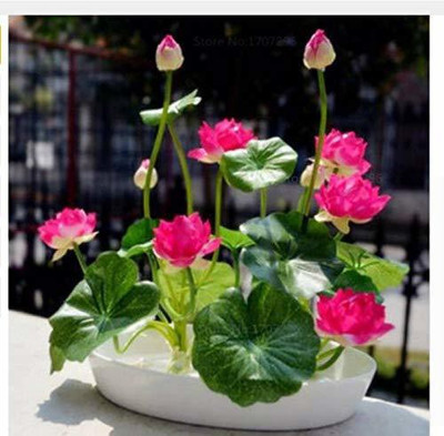 VibeX ™ VXI-1368 Mini Lotus Seeds Bonsai Seeds Set Hydrophyte Seed(24 per packet)