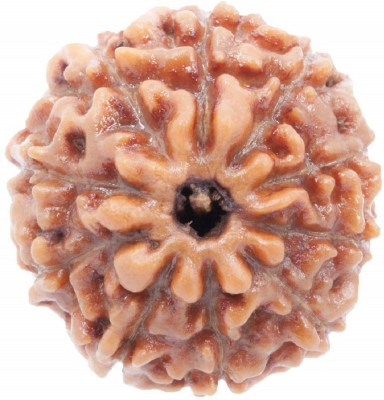 SHIVOHAM 9 Mukhi Lab Certified Rudraksha (Origin Indonesia) Good Shape & Matured Bead (Size 15-18mm) Wood Pendant