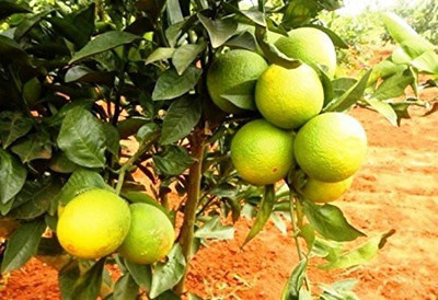 pagoda point Lemon Plant(Hybrid, Pack of 1)