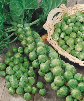 TRICONE Brussel Sprout Seed(100 per packet)