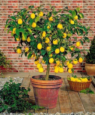 Aquinnah Lemon Plant(Hybrid, Pack of 1)