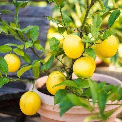 KUMUBON TRADES Lemon Plant(Hybrid, Pack of 1)