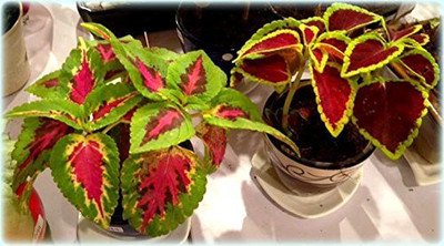 CYBEXIS VVI-55 - Coleus Rainbow Mixed - (150 Seeds) Seed(150 per packet)