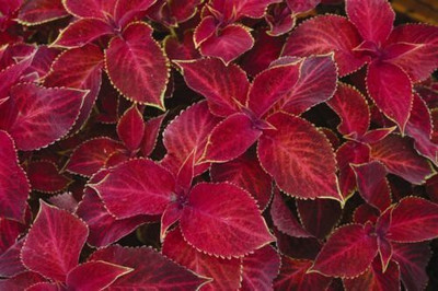 CYBEXIS Flower Seed - Coleus Red Seed(1 g)