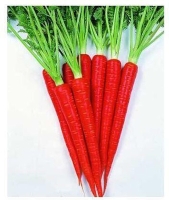 XOLDA RED CARROT Seed(10 per packet)